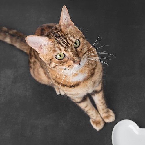 Boarding & Grooming Boarding & Grooming