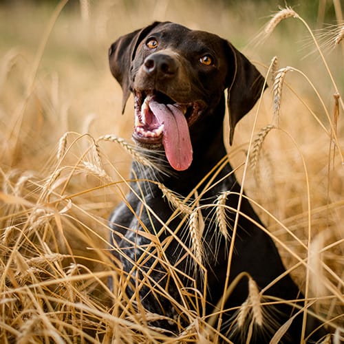 Dental Services Dental Services