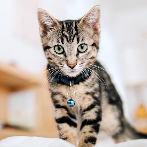 Diagnostic Services Diagnostic Services