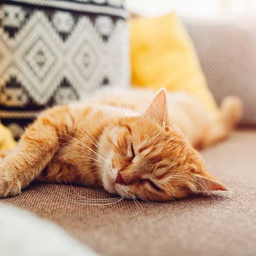 End-of-Life Care End-of-Life Care