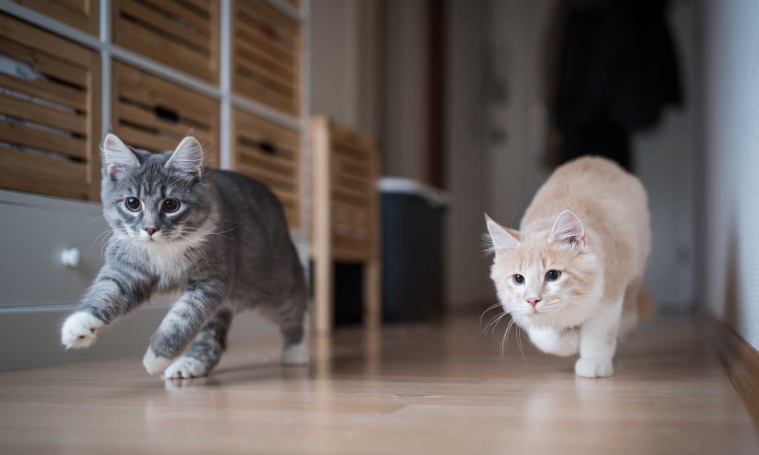 Two cats playing