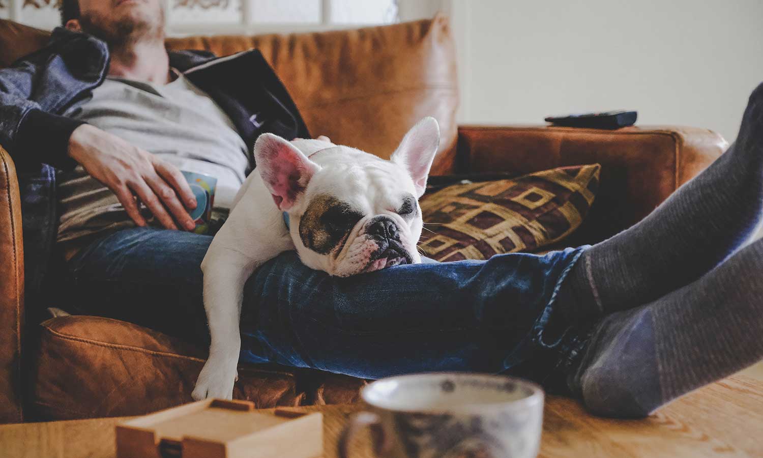 A dog napping with their human