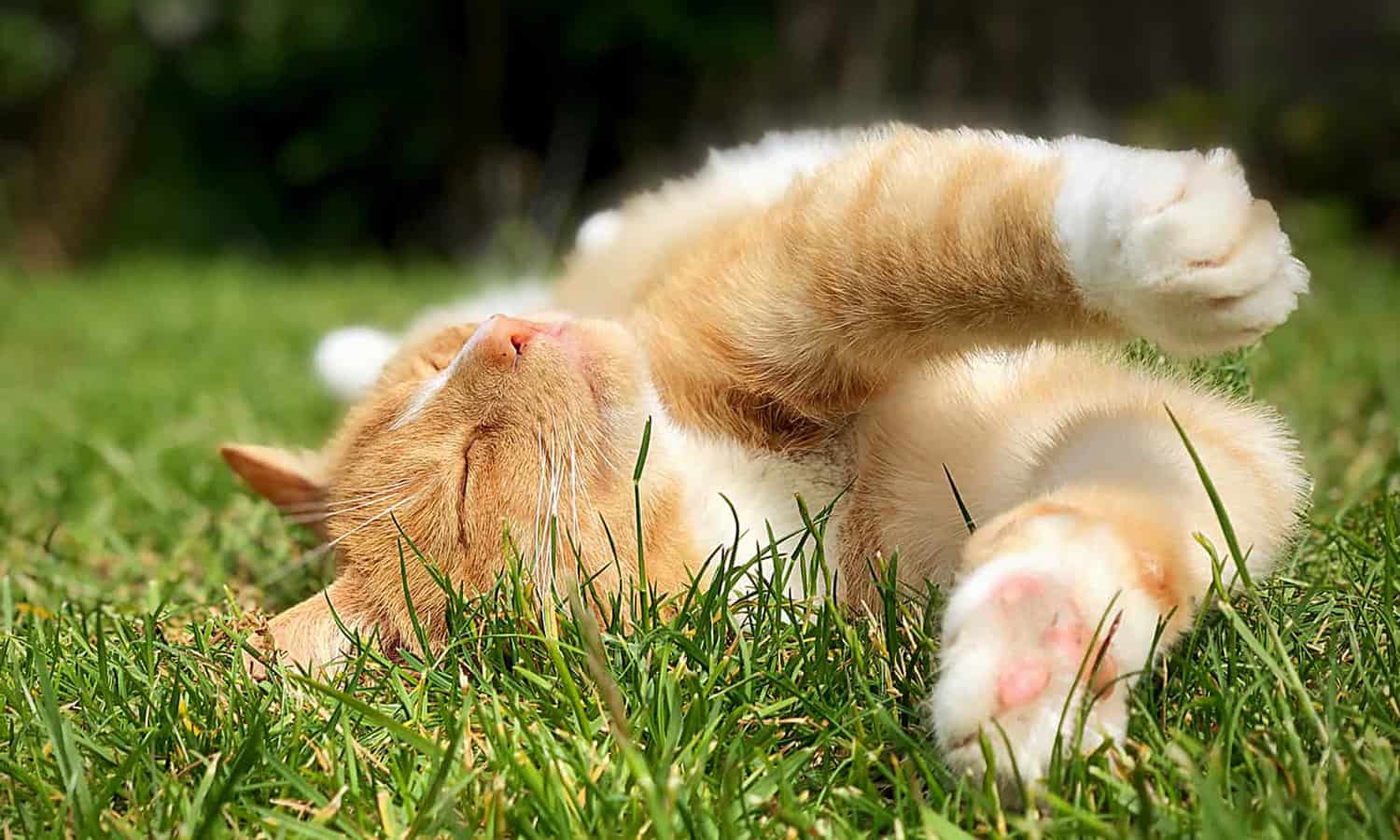 A copper-colored cat rolling on the lawn
