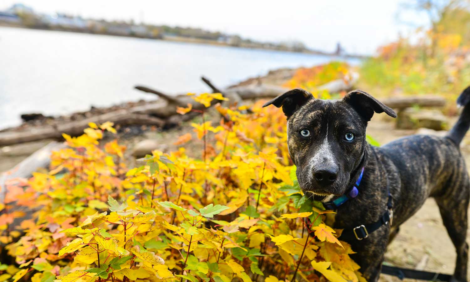 A pittie near some flowers on a river bank